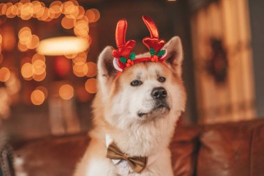 Evcil hayvan sever Japon köpeği kavramı Bokeh twinkle Eve 25 Aralık Noel ağacı ahşap kır evinde. Yeni yıl çelenkleri Noel 'de insanlar gibi evcil hayvanları aydınlatır.