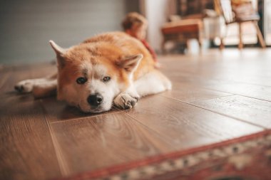 Gülümse küçük çocuk Noel ağacında mucizevi Noel Baba 'yı bekleyen köpekle eğleniyor. Kırmızı kareli uykucu neşeli çocuk yeni yılı kutluyor sevimli akita inu evcil çelenk ışıklarına sarılıyor 25 Aralık arifesi