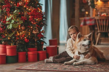 Gülümseyen küçük çocuk Noel ağacında mucizevi Noel Baba 'yı beklerken köpekle eğleniyor. Neşeli çocuk yeni yılı kutluyor. Sevimli akita inu evcil hayvanına sarılıyor. 25 Aralık 'ta çelenk ışıkları sönüyor.