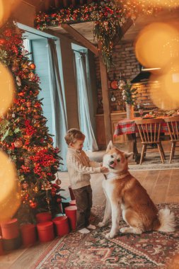 Gülümseyen küçük çocuk Noel ağacında mucizevi Noel Baba 'yı beklerken köpekle eğleniyor. Neşeli çocuk yeni yılı kutluyor. Sevimli akita inu evcil hayvanına sarılıyor. 25 Aralık 'ta çelenk ışıkları sönüyor.