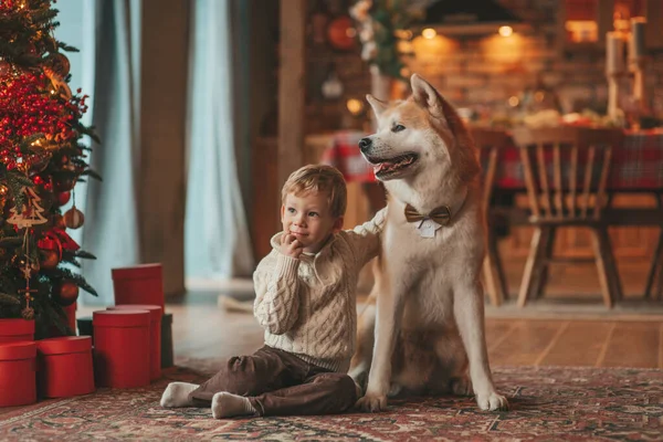 stock image Smiling small child having fun with dog waiting for miracle Santa at noel tree. Cheerful kid in casual outfit celebrating new year hugging his cute akita inu pet eve 25 december garlands lights bokeh