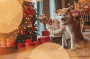 Gülümseyen küçük çocuk Noel ağacında mucizevi Noel Baba 'yı beklerken köpekle eğleniyor. Neşeli çocuk yeni yılı kutluyor. Sevimli akita inu evcil hayvanına sarılıyor. 25 Aralık 'ta çelenk ışıkları sönüyor.