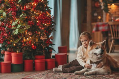 Gülümseyen küçük çocuk Noel ağacında mucizevi Noel Baba 'yı beklerken köpekle eğleniyor. Neşeli çocuk yeni yılı kutluyor. Sevimli akita inu evcil hayvanına sarılıyor. 25 Aralık 'ta çelenk ışıkları sönüyor.