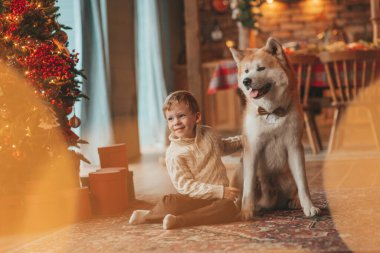 Gülümseyen küçük çocuk Noel ağacında mucizevi Noel Baba 'yı beklerken köpekle eğleniyor. Neşeli çocuk yeni yılı kutluyor. Sevimli akita inu evcil hayvanına sarılıyor. 25 Aralık 'ta çelenk ışıkları sönüyor.