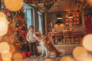 Gülümseyen küçük çocuk Noel ağacında mucizevi Noel Baba 'yı beklerken köpekle eğleniyor. Neşeli çocuk yeni yılı kutluyor. Sevimli akita inu evcil hayvanına sarılıyor. 25 Aralık 'ta çelenk ışıkları sönüyor.