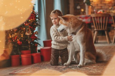 Gülümseyen küçük çocuk Noel ağacında mucizevi Noel Baba 'yı beklerken köpekle eğleniyor. Neşeli çocuk yeni yılı kutluyor. Sevimli akita inu evcil hayvanına sarılıyor. 25 Aralık 'ta çelenk ışıkları sönüyor.
