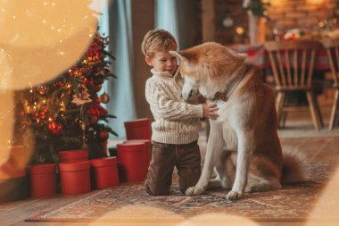 Gülümseyen küçük çocuk Noel ağacında mucizevi Noel Baba 'yı beklerken köpekle eğleniyor. Neşeli çocuk yeni yılı kutluyor. Sevimli akita inu evcil hayvanına sarılıyor. 25 Aralık 'ta çelenk ışıkları sönüyor.