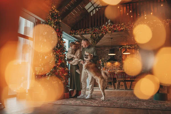 Evde Noel Baba 'yı Akita Inu ile bekleyen örgü bej kazaklı mutlu aile portresi. Gülümseyen ebeveynler küçük oğlunu kucaklıyor ve öpüyor. 25 Aralık Noel ağacının ışıkları altında Noel 'i kutluyor.