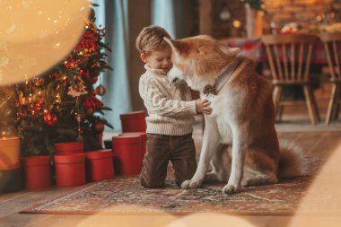 Gülümseyen küçük çocuk Noel ağacında mucizevi Noel Baba 'yı beklerken köpekle eğleniyor. Neşeli çocuk yeni yılı kutluyor. Sevimli akita inu evcil hayvanına sarılıyor. 25 Aralık 'ta çelenk ışıkları sönüyor.