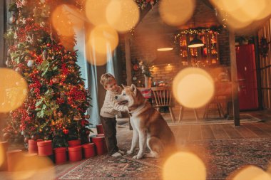 Gülümseyen küçük çocuk Noel ağacında mucizevi Noel Baba 'yı beklerken köpekle eğleniyor. Neşeli çocuk yeni yılı kutluyor. Sevimli akita inu evcil hayvanına sarılıyor. 25 Aralık 'ta çelenk ışıkları sönüyor.