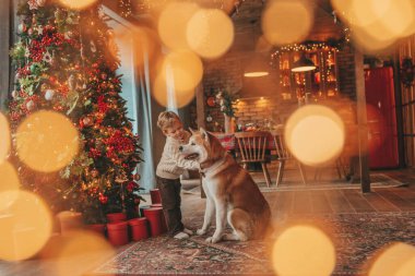 Gülümseyen küçük çocuk Noel ağacında mucizevi Noel Baba 'yı beklerken köpekle eğleniyor. Neşeli çocuk yeni yılı kutluyor. Sevimli akita inu evcil hayvanına sarılıyor. 25 Aralık 'ta çelenk ışıkları sönüyor.