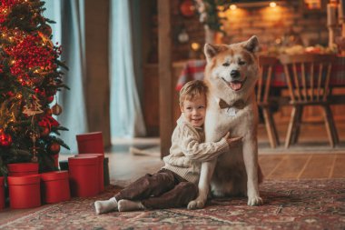 Gülümseyen küçük çocuk Noel ağacında mucizevi Noel Baba 'yı beklerken köpekle eğleniyor. Neşeli çocuk yeni yılı kutluyor. Sevimli akita inu evcil hayvanına sarılıyor. 25 Aralık 'ta çelenk ışıkları sönüyor.