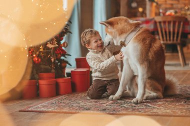 Gülümseyen küçük çocuk Noel ağacında mucizevi Noel Baba 'yı beklerken köpekle eğleniyor. Neşeli çocuk yeni yılı kutluyor. Sevimli akita inu evcil hayvanına sarılıyor. 25 Aralık 'ta çelenk ışıkları sönüyor.