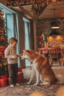 Gülümseyen küçük çocuk Noel ağacında mucizevi Noel Baba 'yı beklerken köpekle eğleniyor. Neşeli çocuk yeni yılı kutluyor. Sevimli akita inu evcil hayvanına sarılıyor. 25 Aralık 'ta çelenk ışıkları sönüyor.
