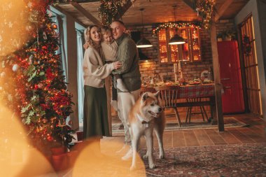 Evde Noel Baba 'yı Akita Inu ile bekleyen örgü bej kazaklı mutlu aile portresi. Gülümseyen ebeveynler küçük oğlunu kucaklıyor ve öpüyor. 25 Aralık Noel ağacının ışıkları altında Noel 'i kutluyor.