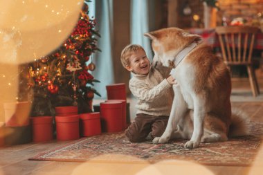 Gülümseyen küçük çocuk Noel ağacında mucizevi Noel Baba 'yı beklerken köpekle eğleniyor. Neşeli çocuk yeni yılı kutluyor. Sevimli akita inu evcil hayvanına sarılıyor. 25 Aralık 'ta çelenk ışıkları sönüyor.