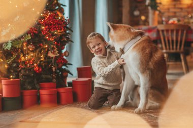 Gülümseyen küçük çocuk Noel ağacında mucizevi Noel Baba 'yı beklerken köpekle eğleniyor. Neşeli çocuk yeni yılı kutluyor. Sevimli akita inu evcil hayvanına sarılıyor. 25 Aralık 'ta çelenk ışıkları sönüyor.