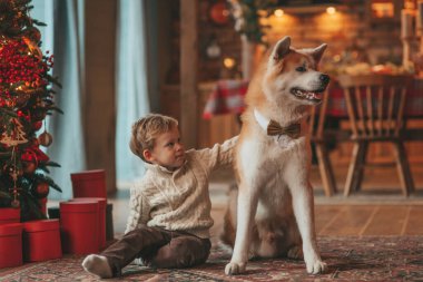 Gülümseyen küçük çocuk Noel ağacında mucizevi Noel Baba 'yı beklerken köpekle eğleniyor. Neşeli çocuk yeni yılı kutluyor. Sevimli akita inu evcil hayvanına sarılıyor. 25 Aralık 'ta çelenk ışıkları sönüyor.