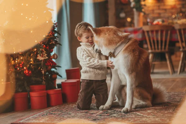 Gülümseyen küçük çocuk Noel ağacında mucizevi Noel Baba 'yı beklerken köpekle eğleniyor. Neşeli çocuk yeni yılı kutluyor. Sevimli akita inu evcil hayvanına sarılıyor. 25 Aralık 'ta çelenk ışıkları sönüyor.