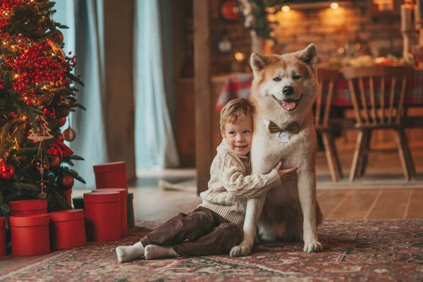 Gülümseyen küçük çocuk Noel ağacında mucizevi Noel Baba 'yı beklerken köpekle eğleniyor. Neşeli çocuk yeni yılı kutluyor. Sevimli akita inu evcil hayvanına sarılıyor. 25 Aralık 'ta çelenk ışıkları sönüyor.