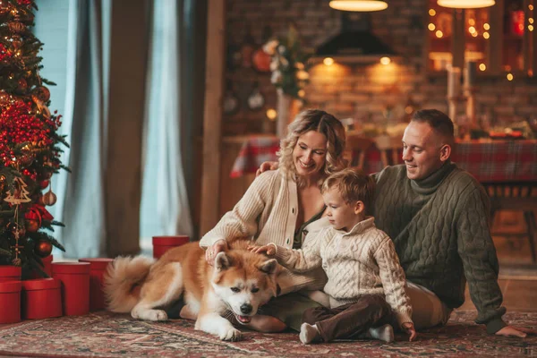 Portrait of happy family in knitted beige sweaters waiting Santa indoor with Akita Inu. Smiling parents hugs and kisses his little son eve 25 December celebrates xmas with garlands lights Noel tree