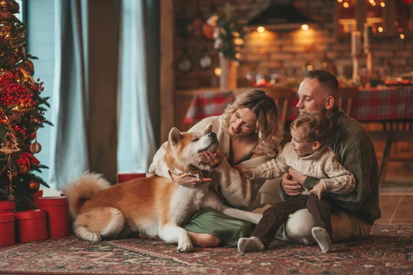 Evde Noel Baba 'yı Akita Inu ile bekleyen örgü bej kazaklı mutlu aile portresi. Gülümseyen ebeveynler küçük oğlunu kucaklıyor ve öpüyor. 25 Aralık Noel ağacının ışıkları altında Noel 'i kutluyor.