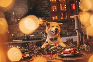 Evcil hayvan sever Japon köpeği kavramı Bokeh twinkle Eve 25 Aralık Noel ağacı ahşap kır evinde. Yeni yıl çelenkleri Noel 'de insanlar gibi evcil hayvanları aydınlatır.