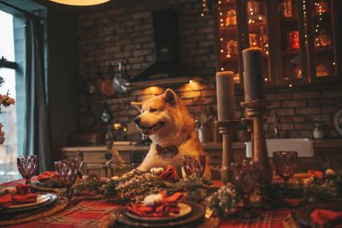 Evcil hayvan sever Japon köpeği kavramı Bokeh twinkle Eve 25 Aralık Noel ağacı ahşap kır evinde. Yeni yıl çelenkleri Noel 'de insanlar gibi evcil hayvanları aydınlatır.