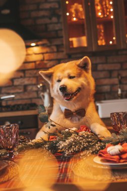Evcil hayvan sever Japon köpeği kavramı Bokeh twinkle Eve 25 Aralık Noel ağacı ahşap kır evinde. Yeni yıl çelenkleri Noel 'de insanlar gibi evcil hayvanları aydınlatır.