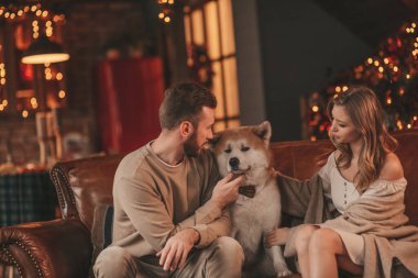 25 Aralık arifesinde evde Akia Inu köpeğiyle kucaklaşan genç bir çiftin portresi. Örgü ören şık elbiseli insanlar, yeni yılı kutlayan şefkat dolu öpücükler, Noel ışıkları, Noel ağacı.