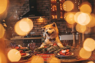 Evcil hayvan sever Japon köpeği kavramı Bokeh twinkle Eve 25 Aralık Noel ağacı ahşap kır evinde. Yeni yıl çelenkleri Noel 'de insanlar gibi evcil hayvanları aydınlatır.