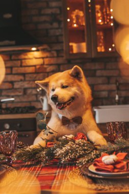 Evcil hayvan sever Japon köpeği kavramı Bokeh twinkle Eve 25 Aralık Noel ağacı ahşap kır evinde. Yeni yıl çelenkleri Noel 'de insanlar gibi evcil hayvanları aydınlatır.