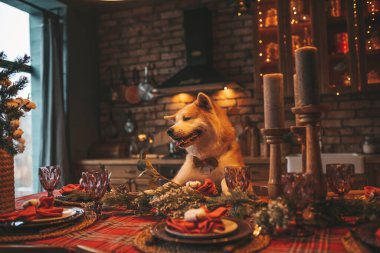 Evcil hayvan sever Japon köpeği kavramı Bokeh twinkle Eve 25 Aralık Noel ağacı ahşap kır evinde. Yeni yıl çelenkleri Noel 'de insanlar gibi evcil hayvanları aydınlatır.