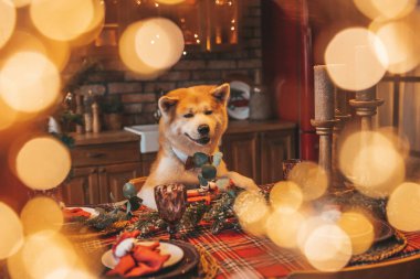 Evcil hayvan sever Japon köpeği kavramı Bokeh twinkle Eve 25 Aralık Noel ağacı ahşap kır evinde. Yeni yıl çelenkleri Noel 'de insanlar gibi evcil hayvanları aydınlatır.