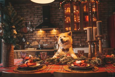 Evcil hayvan sever Japon köpeği kavramı Bokeh twinkle Eve 25 Aralık Noel ağacı ahşap kır evinde. Yeni yıl çelenkleri Noel 'de insanlar gibi evcil hayvanları aydınlatır.
