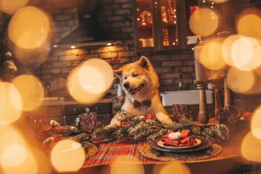Evcil hayvan sever Japon köpeği kavramı Bokeh twinkle Eve 25 Aralık Noel ağacı ahşap kır evinde. Yeni yıl çelenkleri Noel 'de insanlar gibi evcil hayvanları aydınlatır.