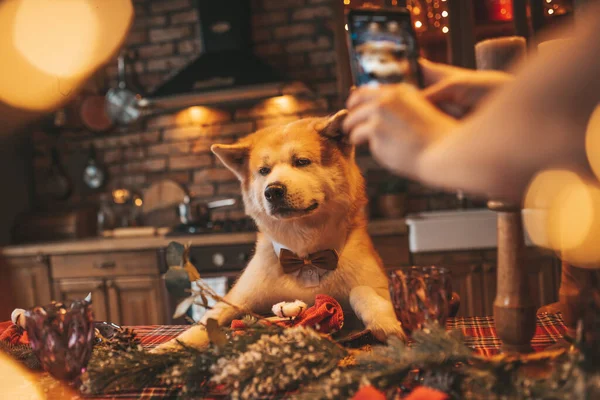 Huisdier Liefhebber Met Vrolijke Hondje Bokeh Twinkle Avond December Noel — Stockfoto