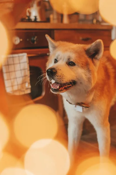 ペットの恋人をコンセプトにした日本の犬は 木の素朴な家で12月25日のノエルの木を迎えます 優しいかわいい犬秋田犬新年のガーランドはクリスマスに人間のような国内動物を照らす — ストック写真