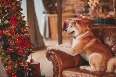 Evcil hayvan sever Japon köpeği kavramı Bokeh twinkle Eve 25 Aralık Noel ağacı ahşap kır evinde. Yeni yıl çelenkleri Noel 'de insanlar gibi evcil hayvanları aydınlatır.