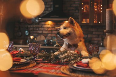 Evcil hayvan sever Japon köpeği kavramı Bokeh twinkle Eve 25 Aralık Noel ağacı ahşap kır evinde. Yeni yıl çelenkleri Noel 'de insanlar gibi evcil hayvanları aydınlatır.