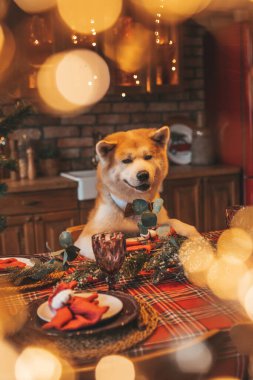 Evcil hayvan sever Japon köpeği kavramı Bokeh twinkle Eve 25 Aralık Noel ağacı ahşap kır evinde. Yeni yıl çelenkleri Noel 'de insanlar gibi evcil hayvanları aydınlatır.