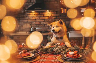 Evcil hayvan sever Japon köpeği kavramı Bokeh twinkle Eve 25 Aralık Noel ağacı ahşap kır evinde. Yeni yıl çelenkleri Noel 'de insanlar gibi evcil hayvanları aydınlatır.