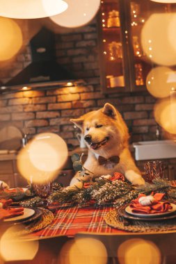 Evcil hayvan sever Japon köpeği kavramı Bokeh twinkle Eve 25 Aralık Noel ağacı ahşap kır evinde. Yeni yıl çelenkleri Noel 'de insanlar gibi evcil hayvanları aydınlatır.