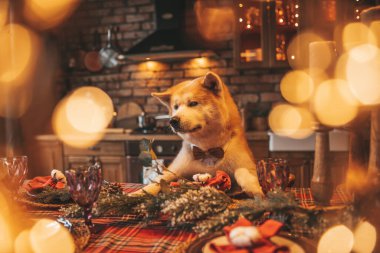 Evcil hayvan sever Japon köpeği kavramı Bokeh twinkle Eve 25 Aralık Noel ağacı ahşap kır evinde. Yeni yıl çelenkleri Noel 'de insanlar gibi evcil hayvanları aydınlatır.