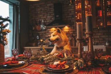 Evcil hayvan sever Japon köpeği kavramı Bokeh twinkle Eve 25 Aralık Noel ağacı ahşap kır evinde. Yeni yıl çelenkleri Noel 'de insanlar gibi evcil hayvanları aydınlatır.