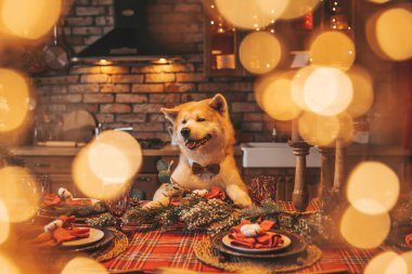 Evcil hayvan sever Japon köpeği kavramı Bokeh twinkle Eve 25 Aralık Noel ağacı ahşap kır evinde. Yeni yıl çelenkleri Noel 'de insanlar gibi evcil hayvanları aydınlatır.