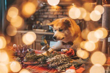 Evcil hayvan sever Japon köpeği kavramı Bokeh twinkle Eve 25 Aralık Noel ağacı ahşap kır evinde. Yeni yıl çelenkleri Noel 'de insanlar gibi evcil hayvanları aydınlatır.
