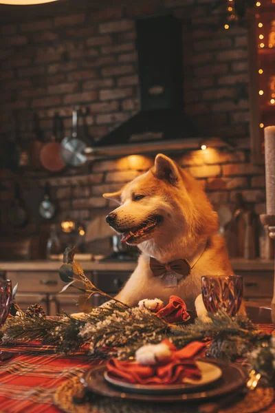 Pet Lover Koncept Japonský Pes Bokeh Třpyt Eve Prosinec Noel — Stock fotografie