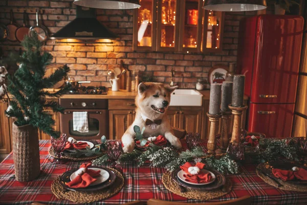 Evcil Hayvan Sever Japon Köpeği Kavramı Bokeh Twinkle Eve Aralık — Stok fotoğraf