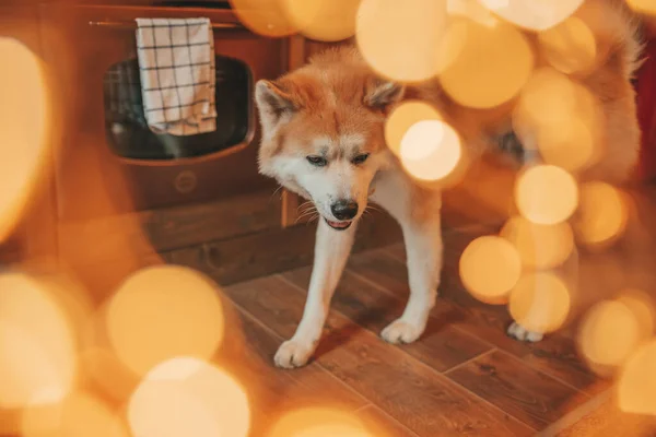 Pet Εραστής Έννοια Ιαπωνικό Σκυλί Για Bokeh Twinkle Παραμονή Δεκέμβριος — Φωτογραφία Αρχείου